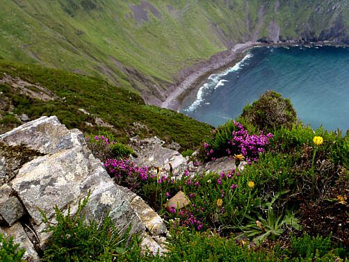 Flowers above Sauce Creek