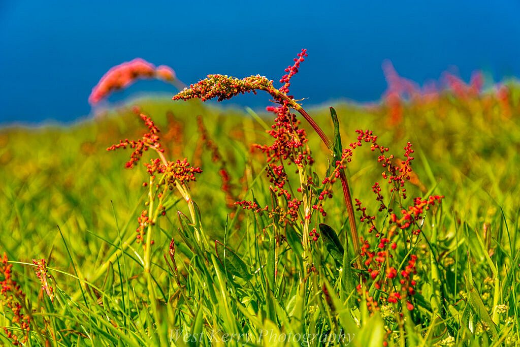 Beautiful landscape view on hillwalking route An Blascaod Mór, The Great Blasket Island (Nósfaidh an Aimsir - Weather Dependent)