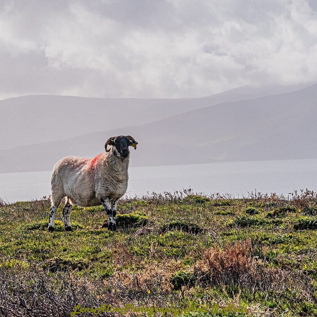 Beautiful landscape view on hillwalking route Meelin Hill - Maum Road - Annascaul Loop