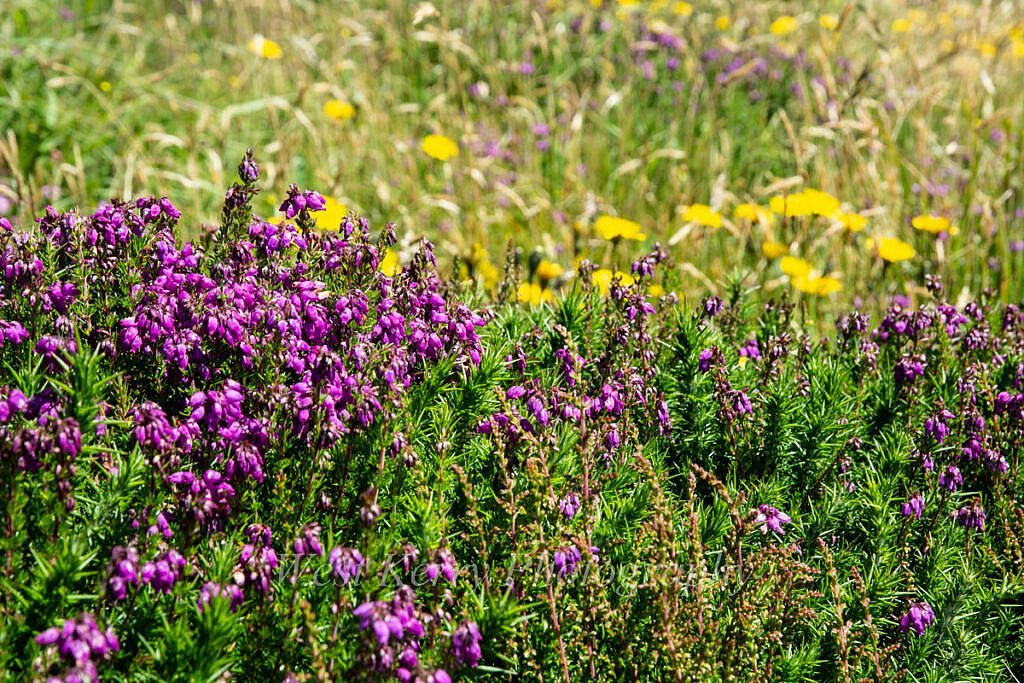 Beautiful landscape view on hillwalking route Ballydavid Head Loop
